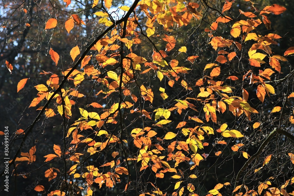 Buchenzweige im goldenen Herbst