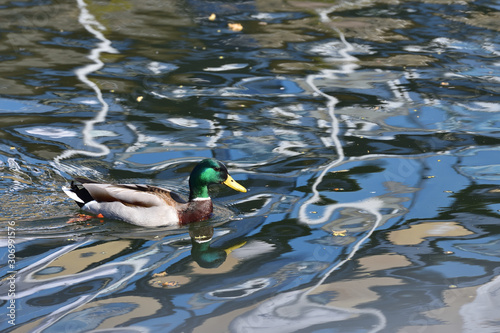 A beautiful duck with a black head and gray wings, floating on the river. photo