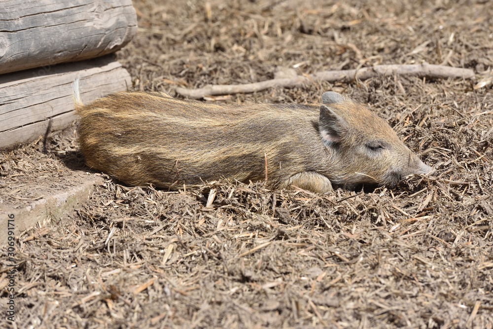 Little young pig lies sleeping on the ground on a sunny day Little young pig lies sleeping on the ground on a sunny day