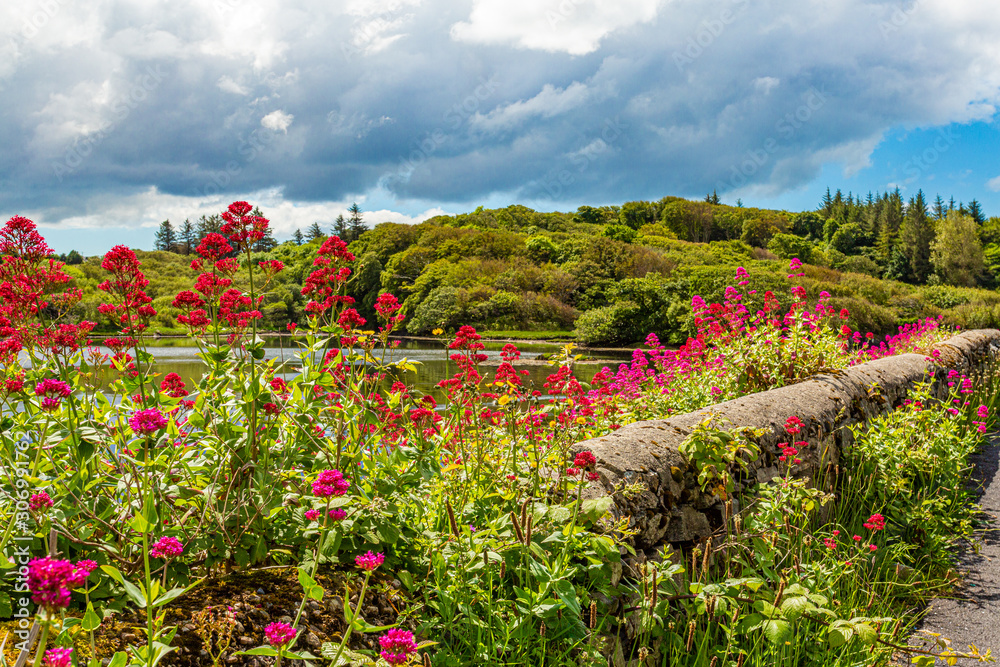 Stone fence with beautiful pink and red flowers with Clifden bay in the background, surrounded by trees and green vegetation, spring day with abundant clouds in the province of Connacht, Ireland