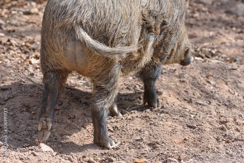 Butt, tail and legs of a large wild boar closeup