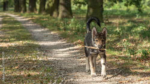 Tamaskan puppy with a wooden stick on a path in the park photo