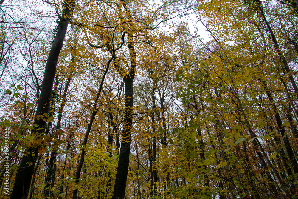 Wanderung im Wiehengebirge bei Lübbecke. Der Herbst in seinen schönsten Farben. Wanderung im Wiehengebirge bei Lübbecke. Der Herbst in seinen schönsten Farben.