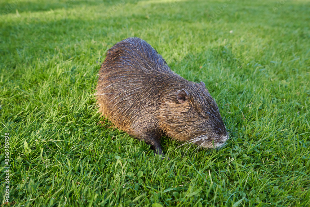 Beautiful and wet nutria sits in the green grass in a city park Beautiful and wet nutria sits in the green grass in a city park