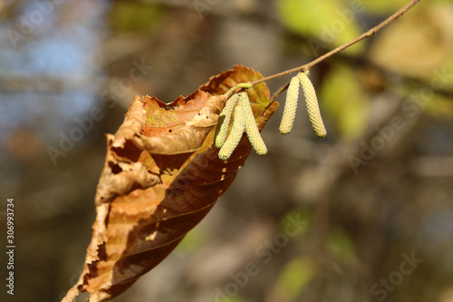 Withering hazelnut leaves at the same time creates the prerequisites for a new crop ... photo