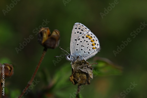 Himalayan blue butterfly (Pseudophilotes vicrama)