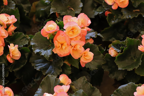 Colorful Begonia Flower ;Begonia , hiemalis Solenia photo