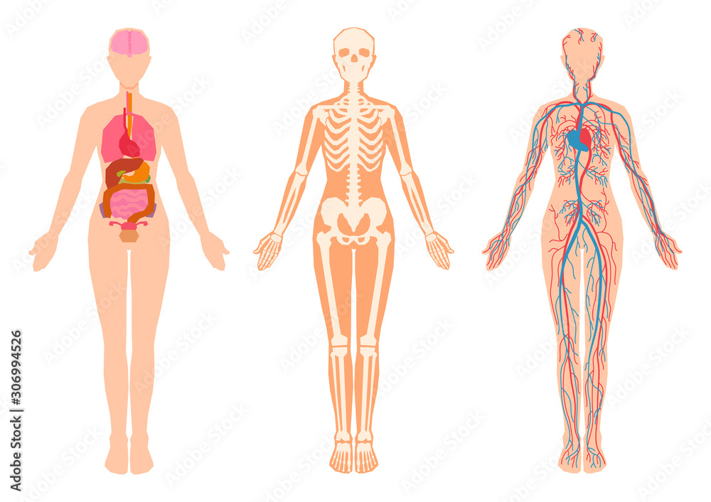 Human body internal organs, skeleton, skeletal bones, circulatory cardiovascular system. Human body internal organs, skeleton, skeletal bones, circulatory cardiovascular system.