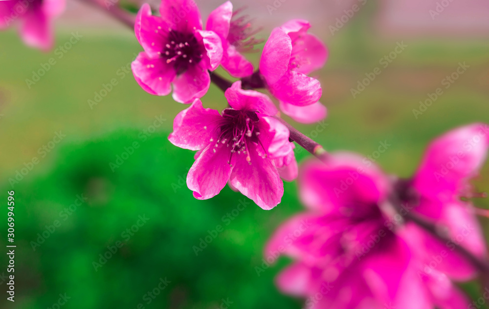 wild flowers sakura bush wild flowers sakura bush