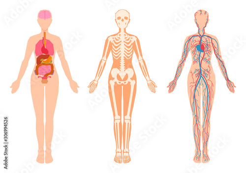 Human body internal organs, skeleton, skeletal bones, circulatory cardiovascular system. 