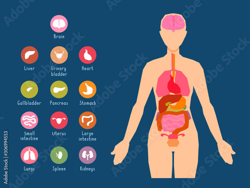 Major human body internal organs icons and placement schemes. Visual, teaching aid, study guide. Inside anatomical structure.