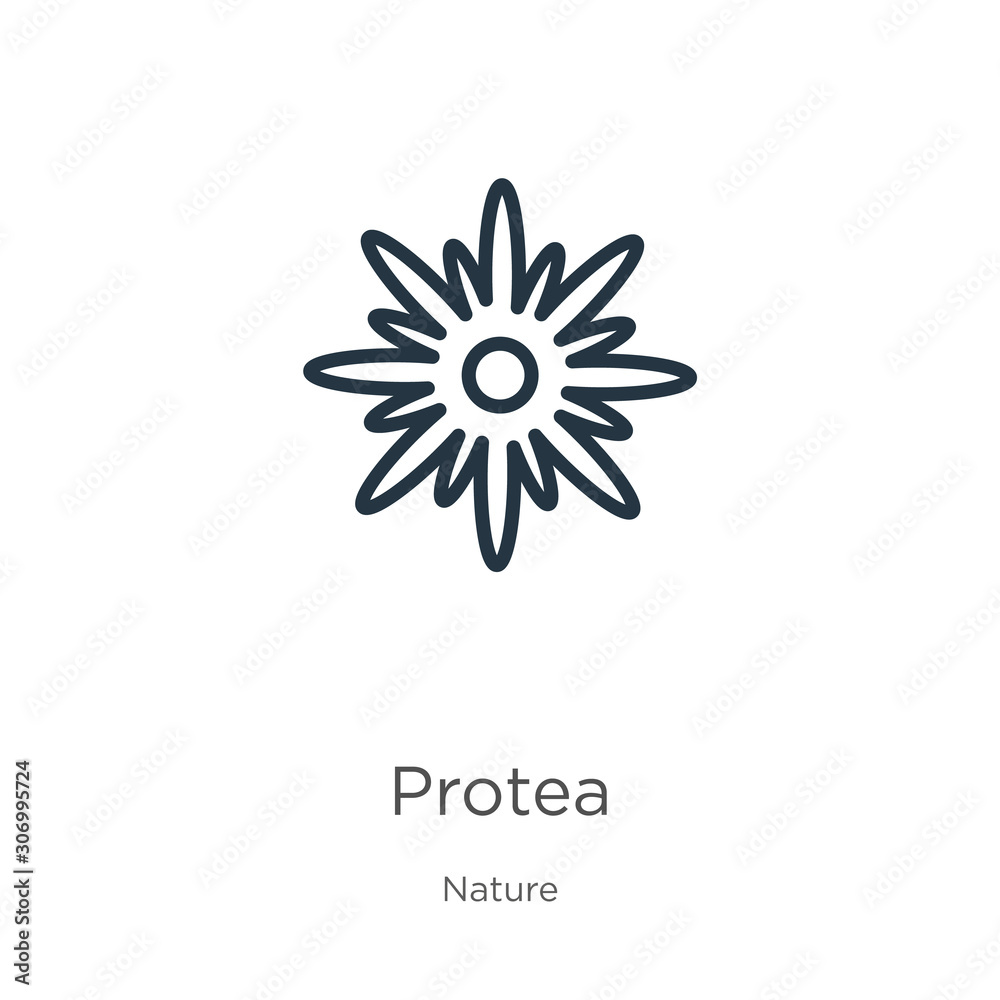 Protea icon. Thin linear protea outline icon isolated on white background from nature collection. Line vector protea sign, symbol for web and mobile