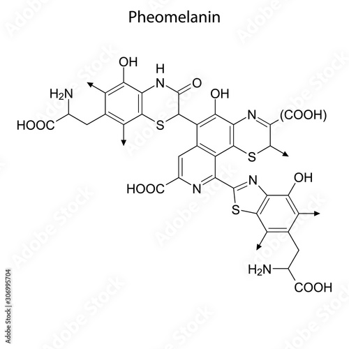 pheomelanin Skeletal formula of Chemical element photo