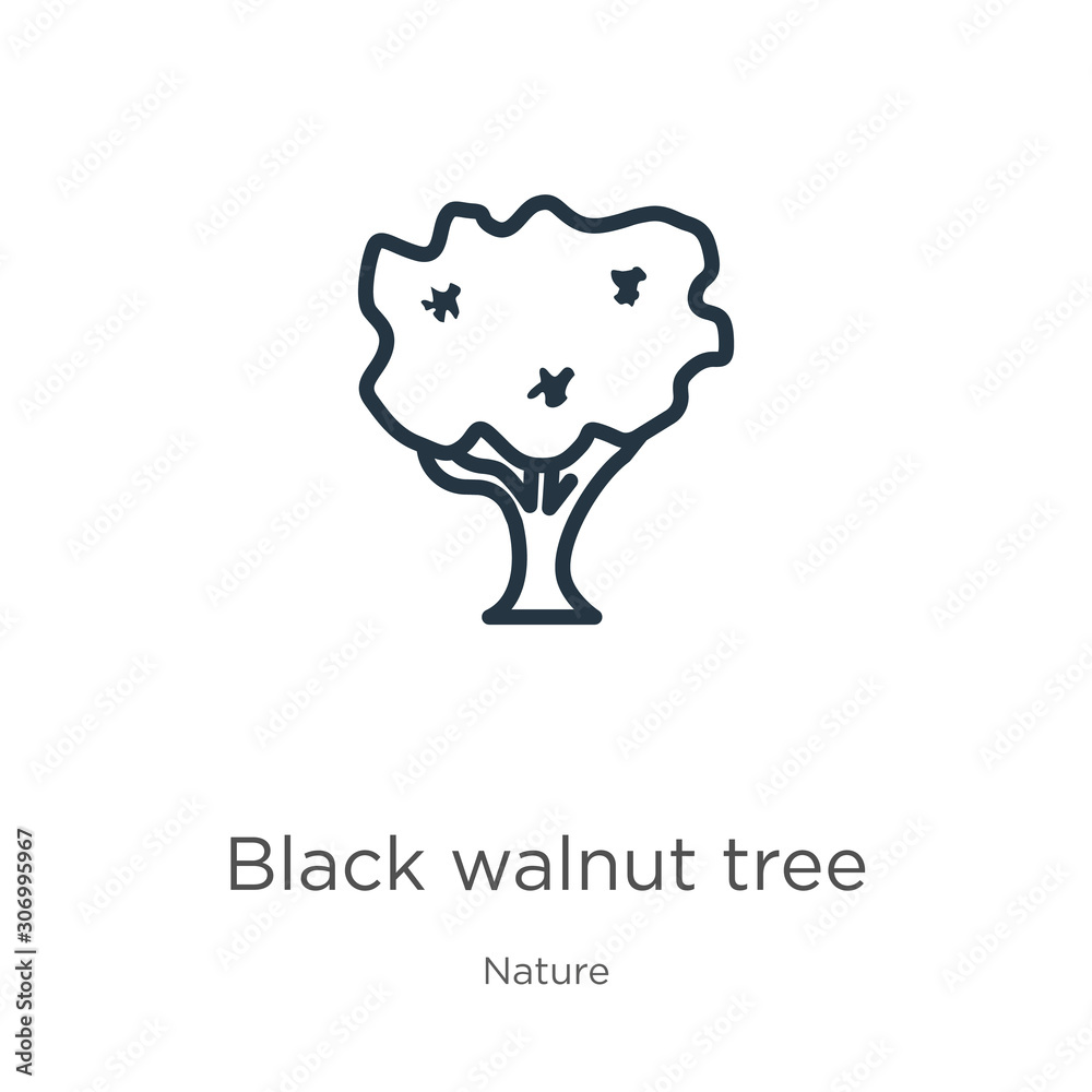 Black walnut tree icon. Thin linear black walnut tree outline icon isolated on white background from nature collection. Line vector black walnut tree sign, symbol for web and mobile