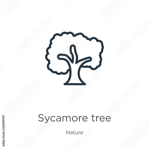 Sycamore tree icon. Thin linear sycamore tree outline icon isolated on white background from nature collection. Line vector sycamore tree sign, symbol for web and mobile