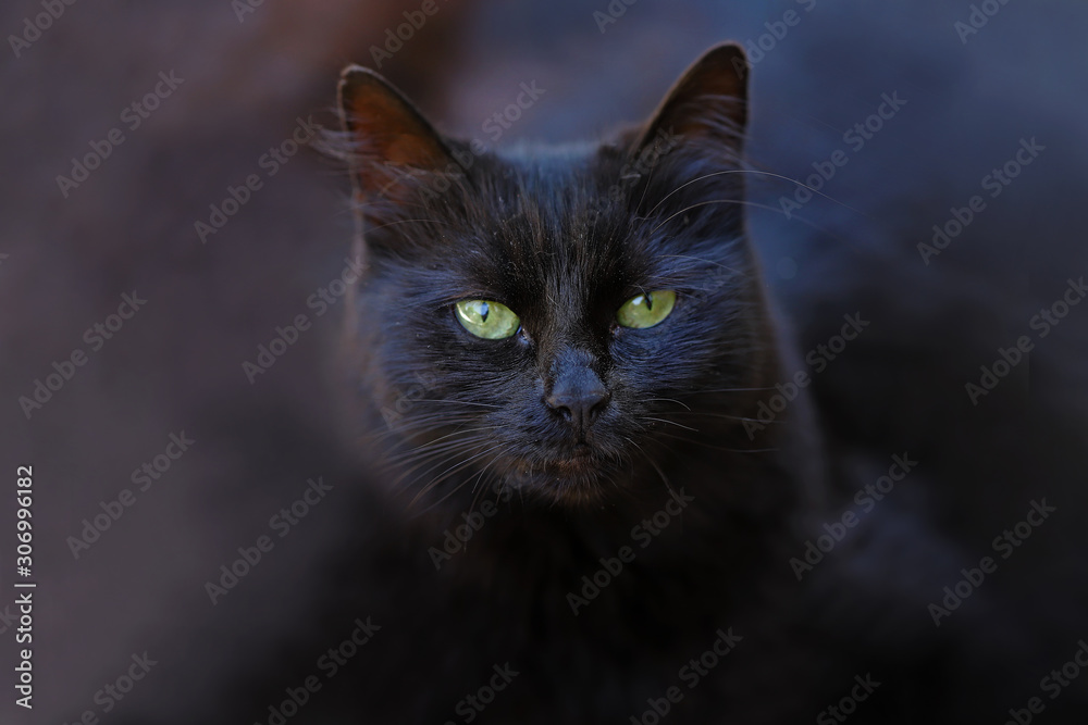 Green-eyed, black-colored cat