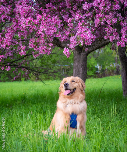 A Golden Retriever under the flower of crab apple trees in the spring at Lincoln Fields Station in Ottawa, capital of Canada