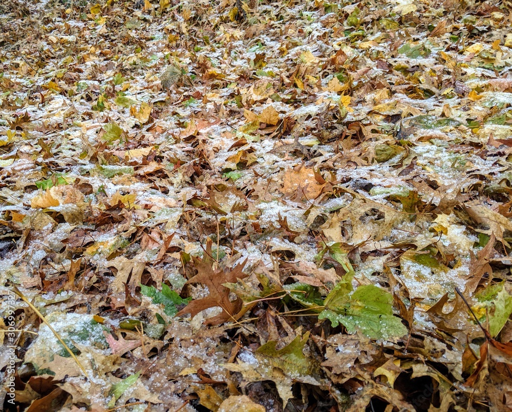 Leaves with snow and ice