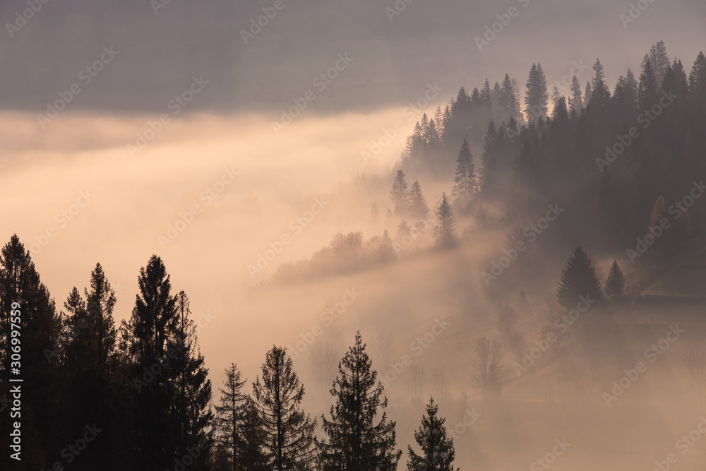 Beautiful autumn scenic panorama of foggy Carpathian mountains at early morning. Spruce forest, covered with fog on mountain hills.