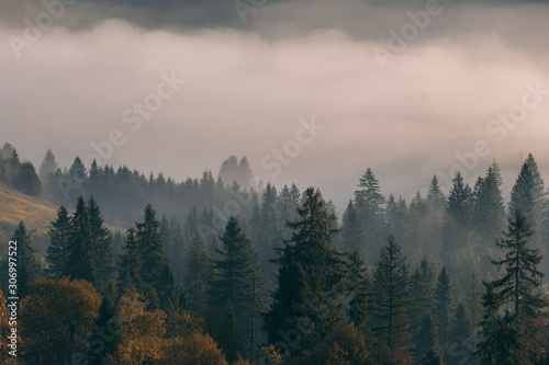 Fototapeta Naklejka Na Ścianę i Meble -  Beautiful autumn scenic panorama of foggy valley at Carpathian mountains at early morning before sunrise. Grass hill with yellow trees on foreground.