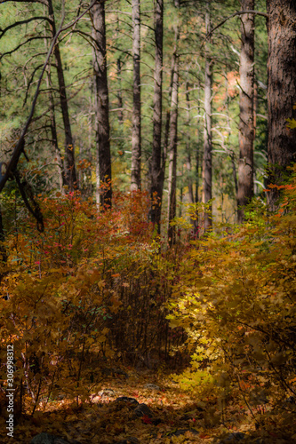 Fall for Planet Sedona