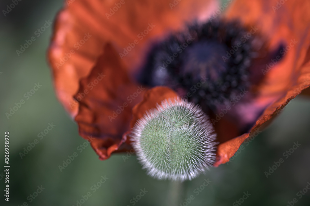red poppy flower, sweden, stockholm, europe, nacka red poppy flower, sweden, stockholm, europe, nacka