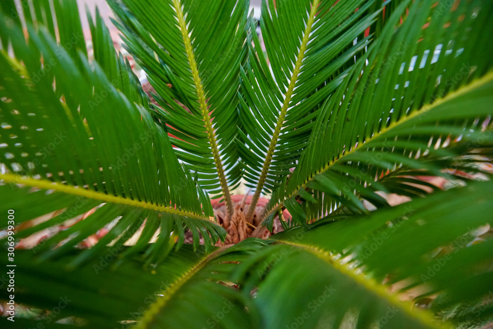 young palm tree with outstretched branches young palm tree with outstretched branches