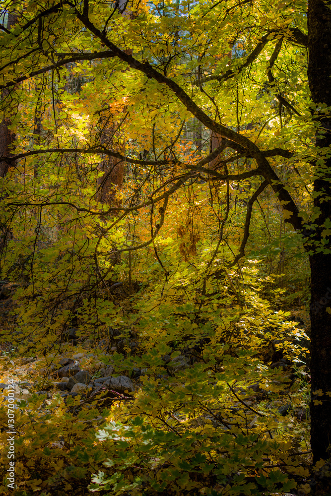 Fall for Planet Sedona