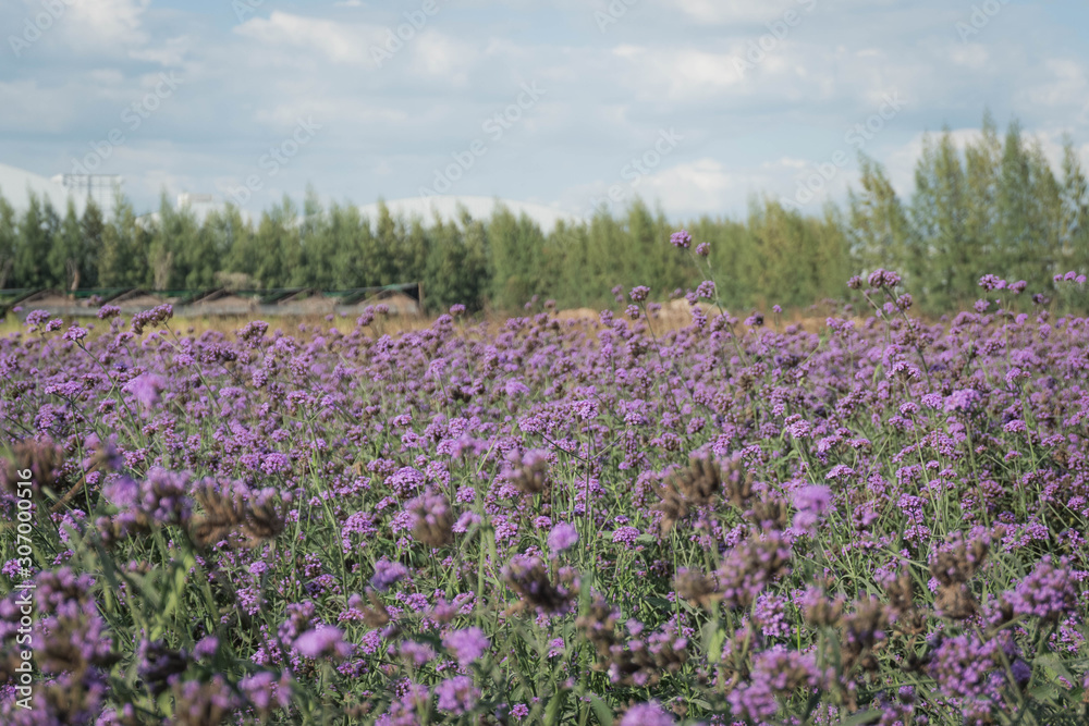 Verbena Flower Field In a beautiful garden A purple flower That is naturally beautiful There are scenes blurred into the scenery of trees and sky. Verbena Flower Field In a beautiful garden A purple flower That is naturally beautiful There are scenes blurred into the scenery of trees and sky.