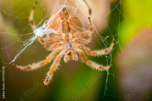 Big orange spider on spider web with blurred green and brown leafs in background