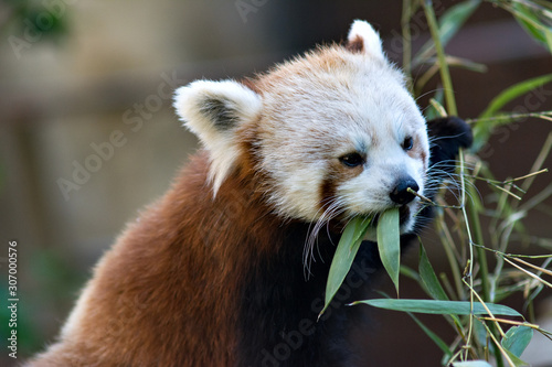 red Panda, cat bear close-up eating bamboo leaves
