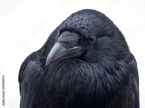 Portrait of a black raven on a white background.