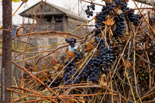 vine on old abandoned farm