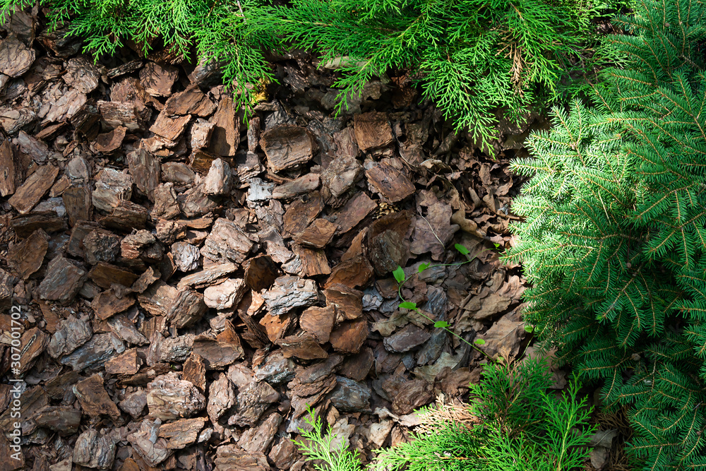 Obraz premium Alpine hill of conifers and shrubs is mulched with bark.