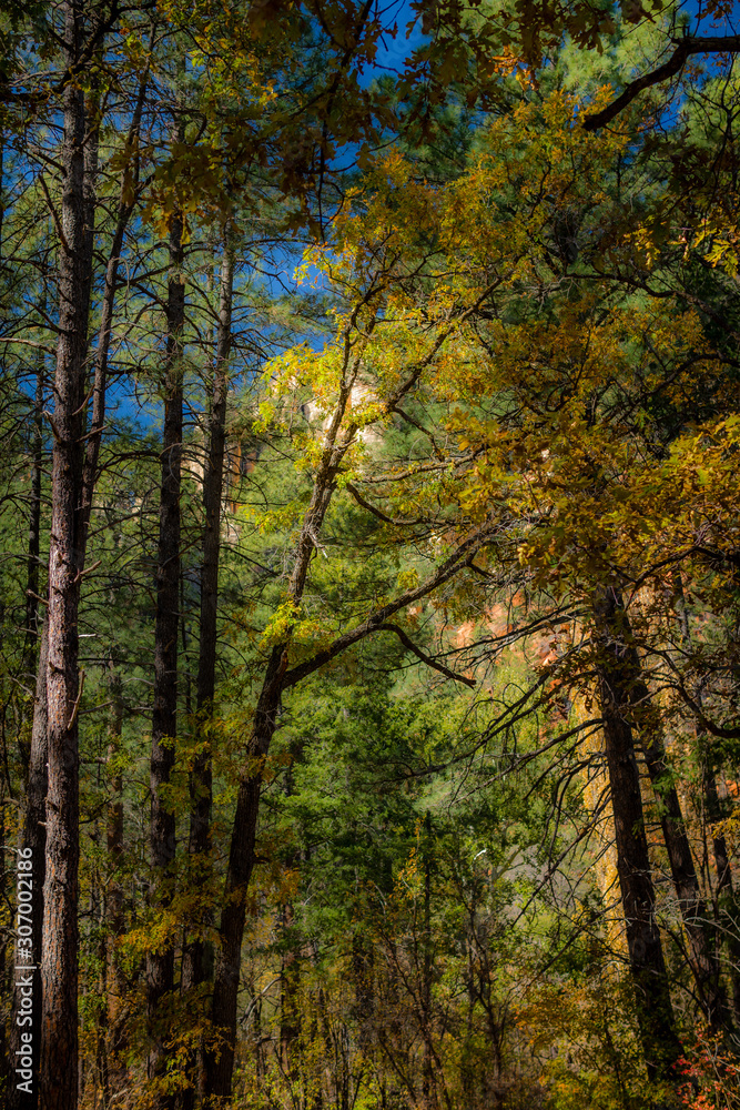 Fototapeta premium Fall for Planet Sedona