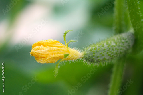 young sprout of cucumber, small cucumber, maturing flowering bush cucumber