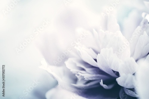 Fototapeta Naklejka Na Ścianę i Meble -  Peony flowers close-up, soft focus, toned. Gentle floral background