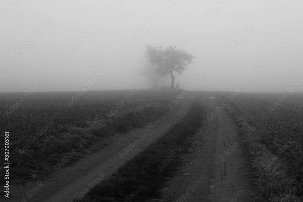 Trees on the edge of the lane in autumn Trees on the edge of the lane in autumn
