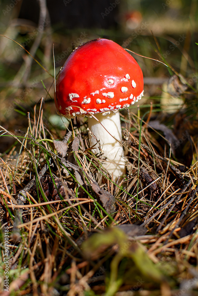 ripe bright red mushroom fly agaric in the forest in the sun, inedible poisonous hallucinogenic mushroom ripe bright red mushroom fly agaric in the forest in the sun, inedible poisonous hallucinogenic mushroom