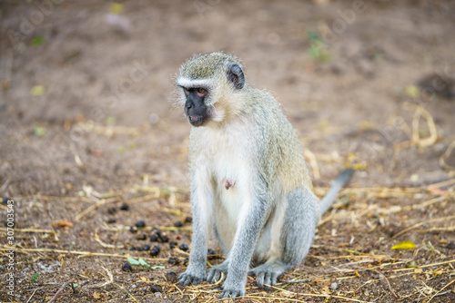 vervet monkey in kruger national park, mpumalanga, south africa 5
