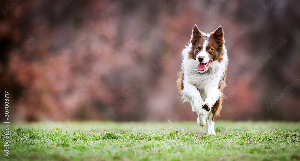 Adult brown white border collie run very fast in training day. Happy dog jump side view.