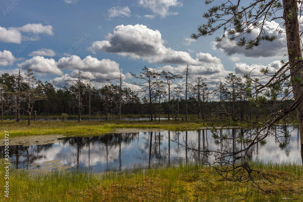 Fototapeta premium Wooden boardwalk through beautiful forest and swamp. Estonia