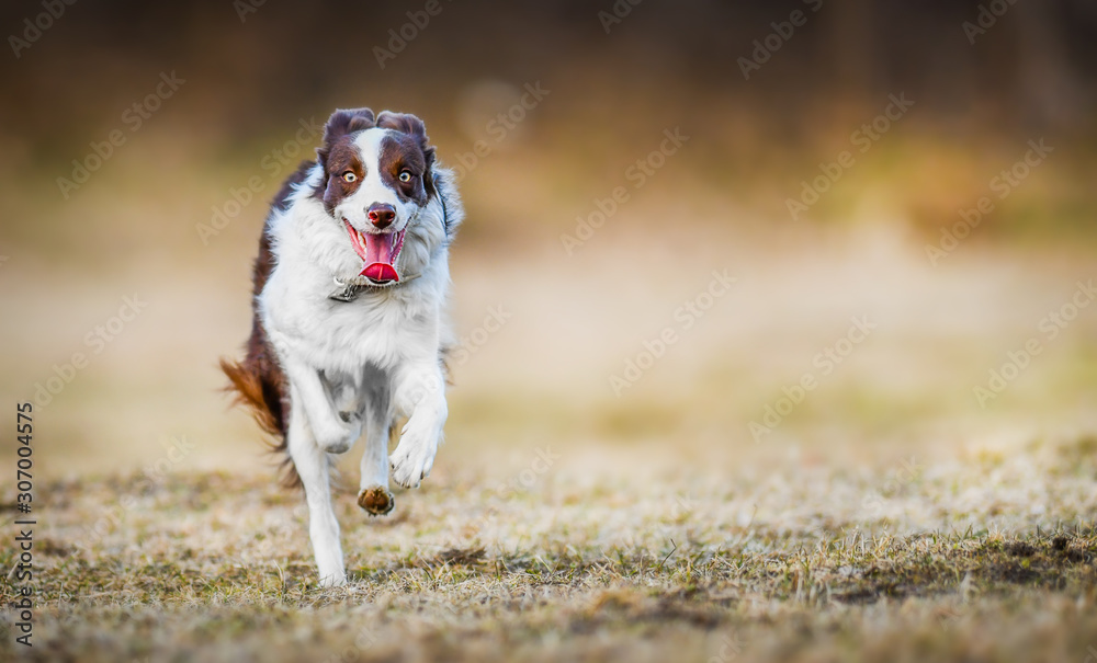 Young border collie dog is happy and jumping on meadow. Dogs wide banner or panorama, copy space concept. Young border collie dog is happy and jumping on meadow. Dogs wide banner or panorama, copy space concept.