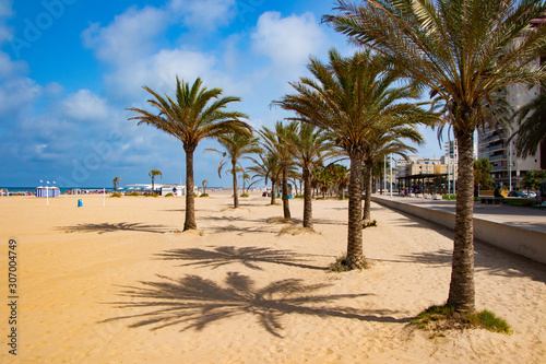 palm trees on the beach-playa de gandia