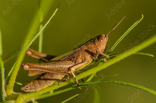 grasshopper on leaf © Anzhela