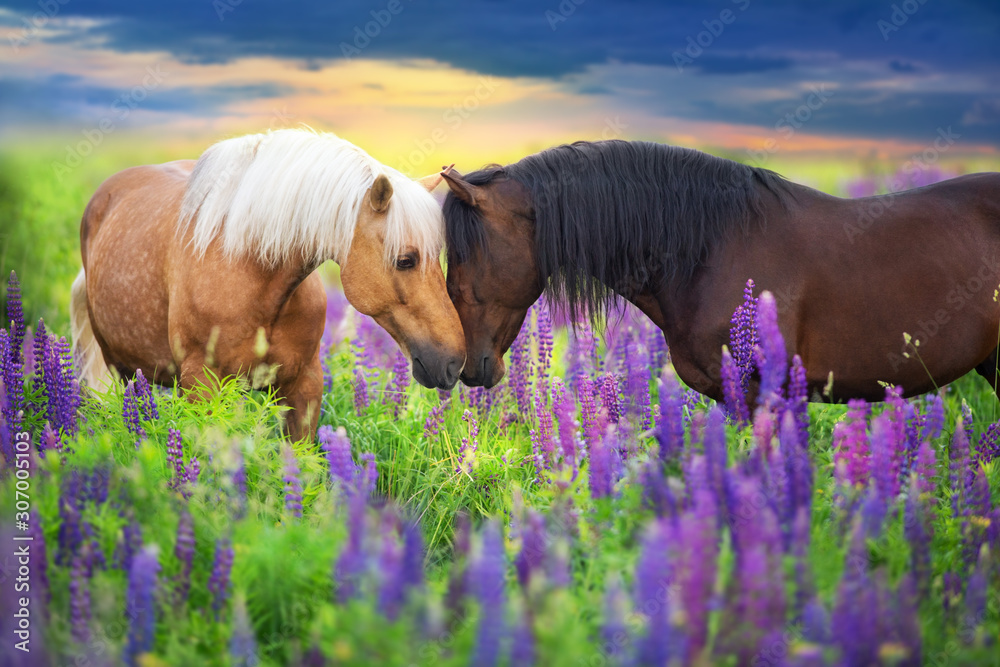 Obraz Palomino and bay horse with long mane in lupine flowers at sunset