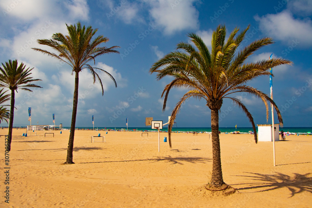 palm tree on the beach-gandia