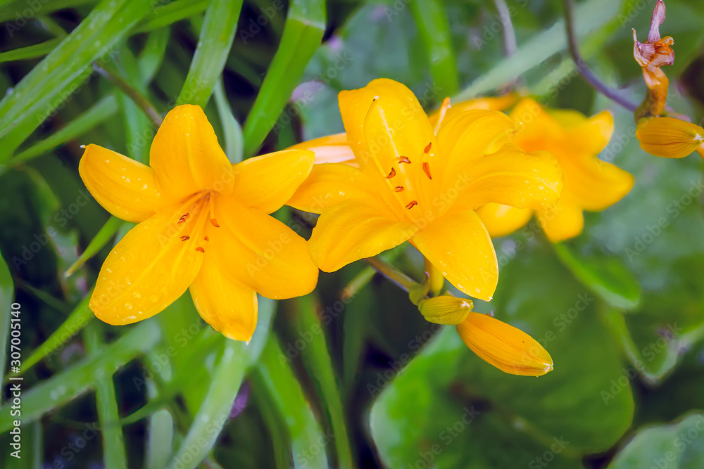 Fototapeta premium Yellow lily flower front of the blurry dark green leaves.