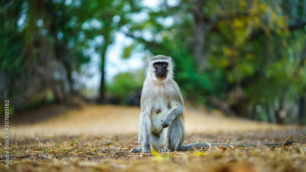 Obraz premium vervet monkey in kruger national park, mpumalanga, south africa 49