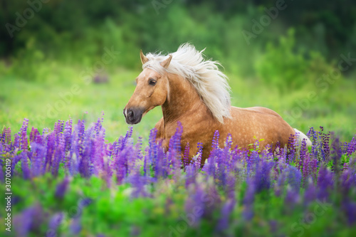 Fototapeta Naklejka Na Ścianę i Meble -  Palomino horse run with long mane in lupine flowers at sunset